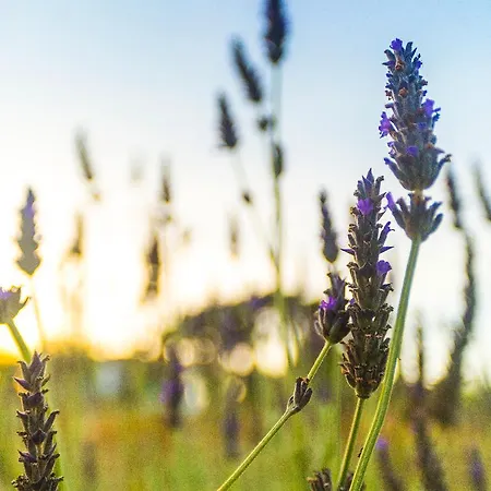 ヴィラ Cemilion *